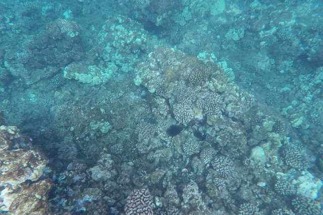 Coral in Manele Bay
