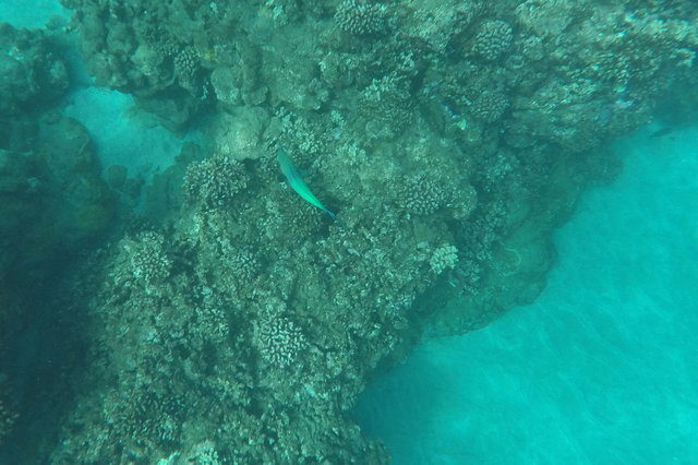 Fish swimming in the reef on Manele Bay