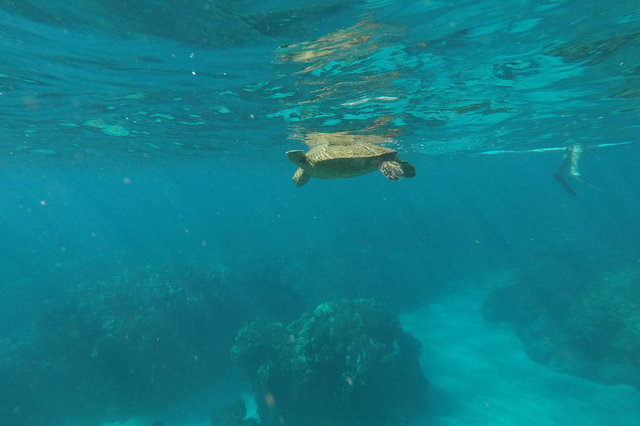 Sea turtle swimming in Manele Bay