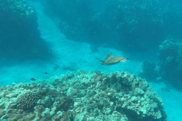 Sea turtle swimming in Manele Bay