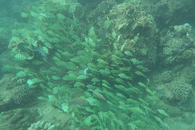 School of convict tang