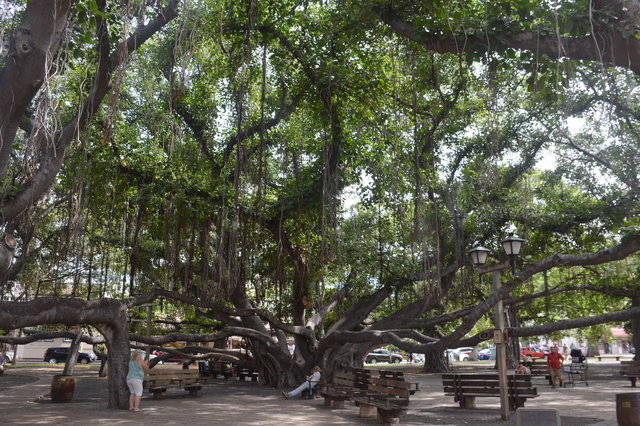 Banyan tree in Lahaina