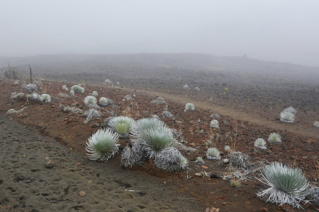 Silversword growing next to the Sliding Sands Trail