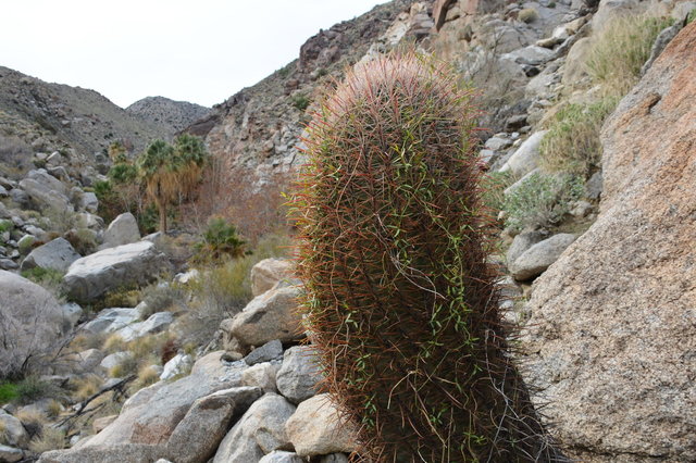 Barrel cactus in Hellhole Canyon