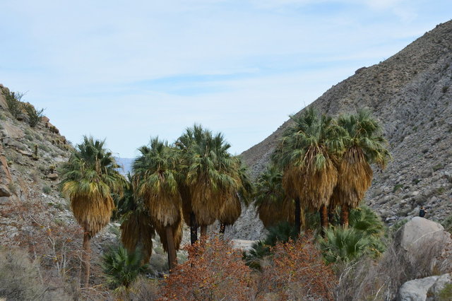 Hellhole Palms