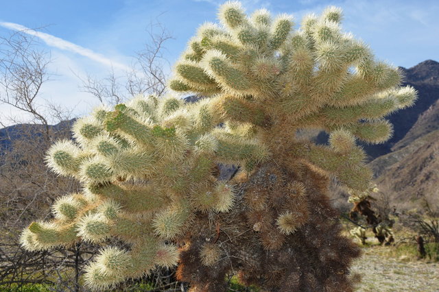 Teddy Bear Cholla