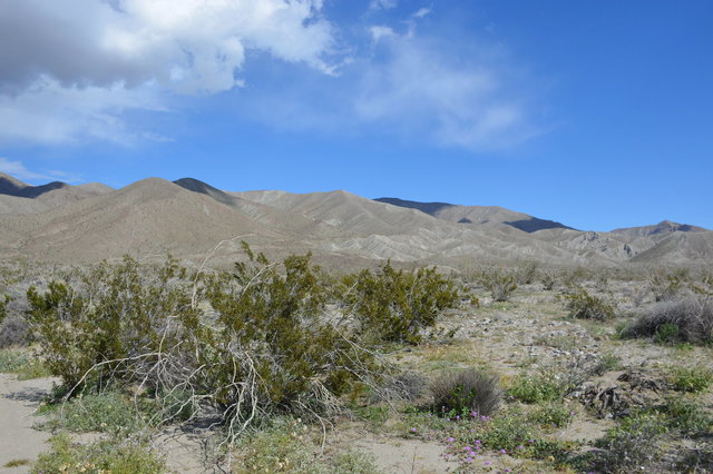 Palo Verde Wash