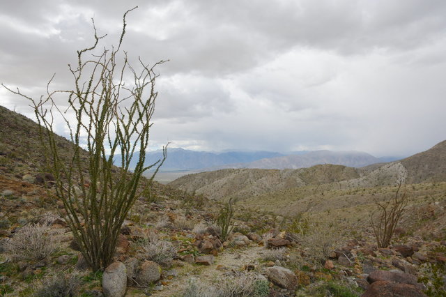 Octillo under cloudy skies above Palo Verde Canyon