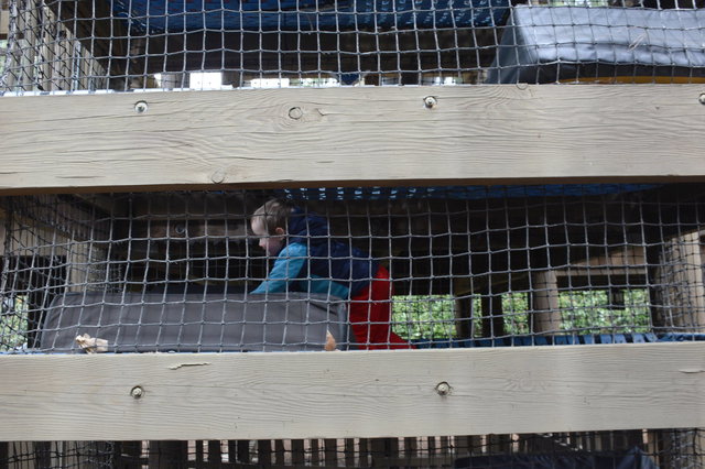 Julian climbs the playground at Legoland