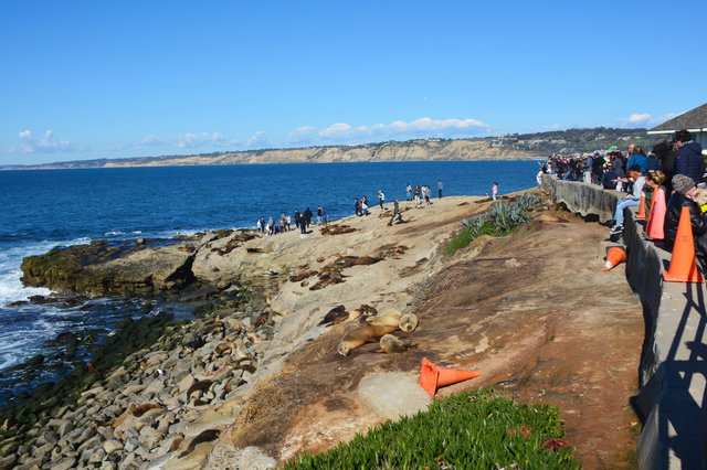 Tourists with sea lions at La Jolla