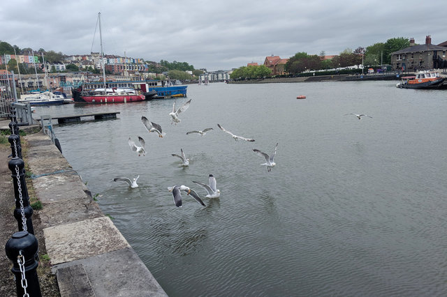 Seagulls in Bristol's Floating Harbour