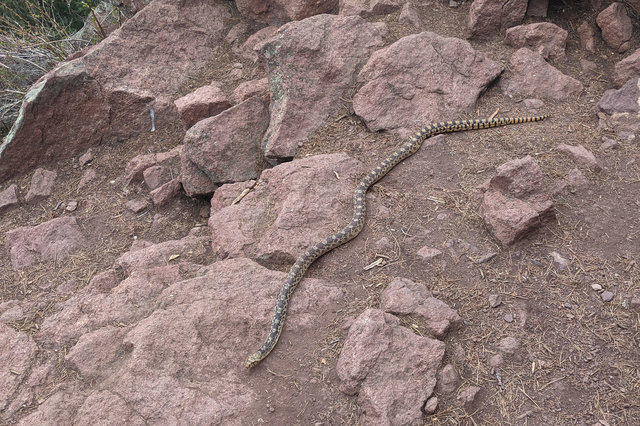 Bullsnake on the top of Green Mountain