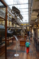 Julian walks through the International Animals Collection at the Irish National Museum of Natural History