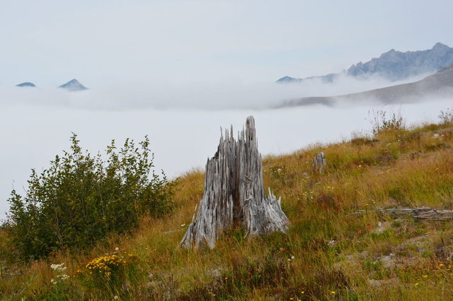 Stump on Johnston Ridge