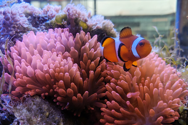 Office clown fish