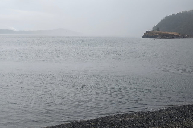 Harbor seal near Skagit Island