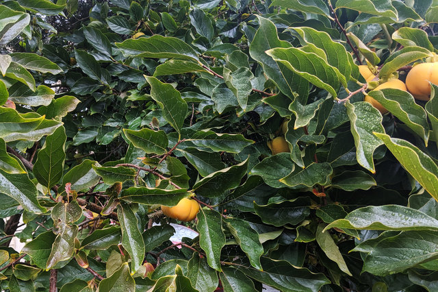 Spider web in persimmon tree