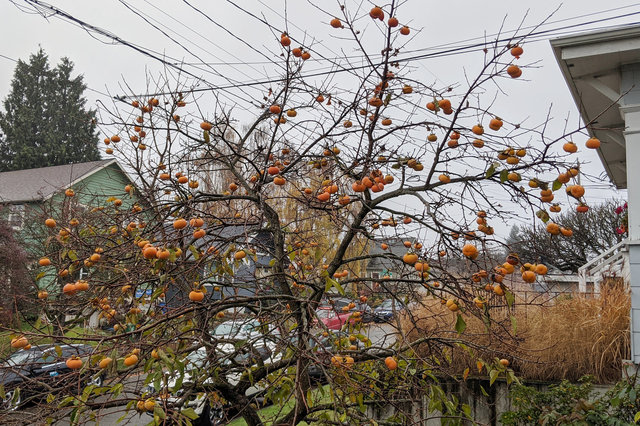 Persimmon tree in Wallingford