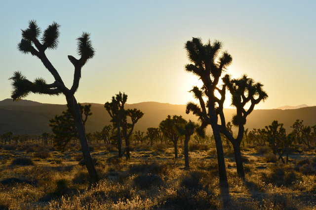 Sun backlights joshua trees