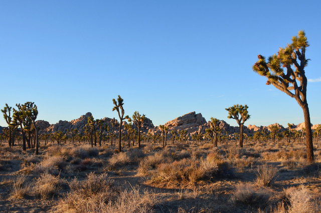 Joshua trees stretching out in the distance