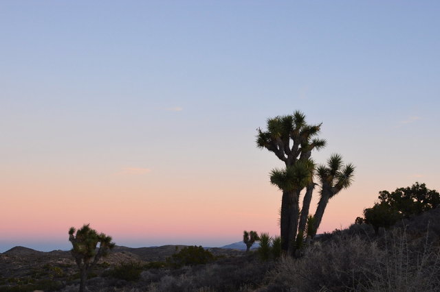 Joshua trees at dusk