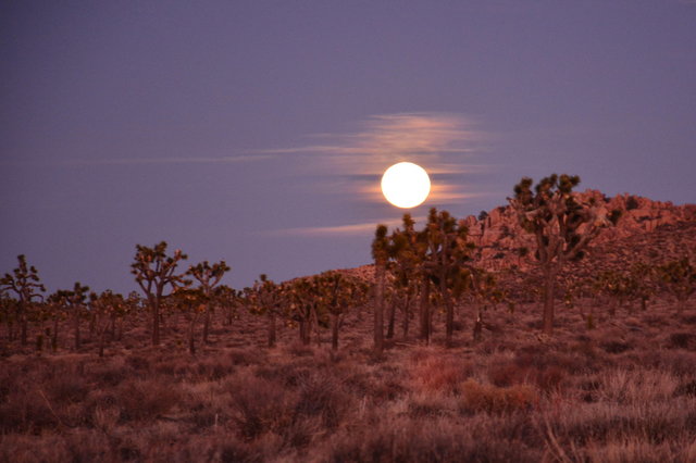 Moon rises behind joshua trees