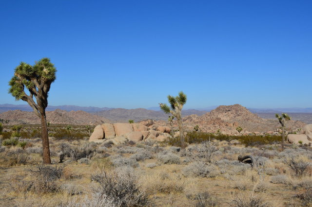 Joshua Trees on the North Canyon Trail