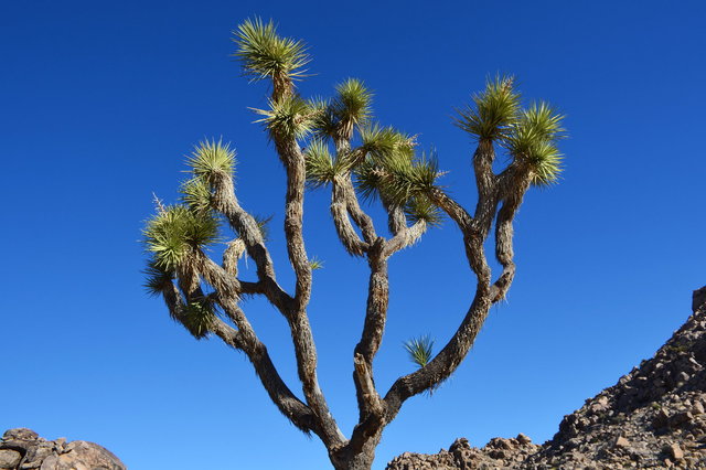 Joshua Tree