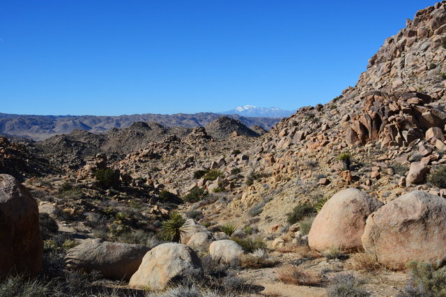 Snow-covered San Gorgonio Mountain above Joshua Trees