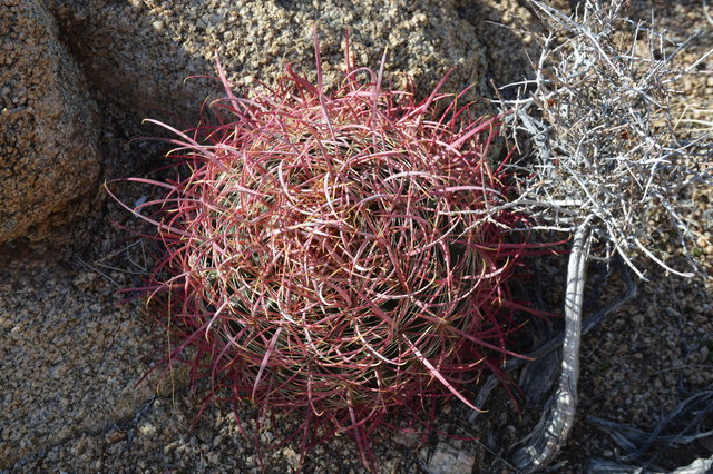 Barrel cactus