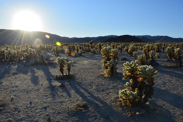 Cholla cactus garden