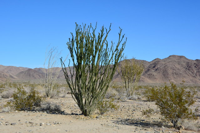 Octillo in Joshua Tree National Park