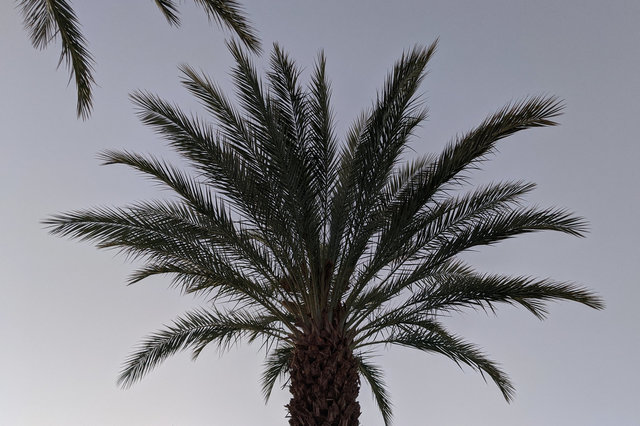 Date palm at dusk