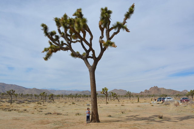 Julian with a Joshua Tree