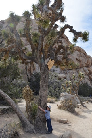 Julian hugs a Joshua tree