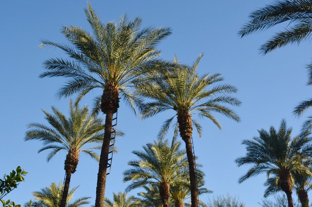 Date palms in Shields Date Garden