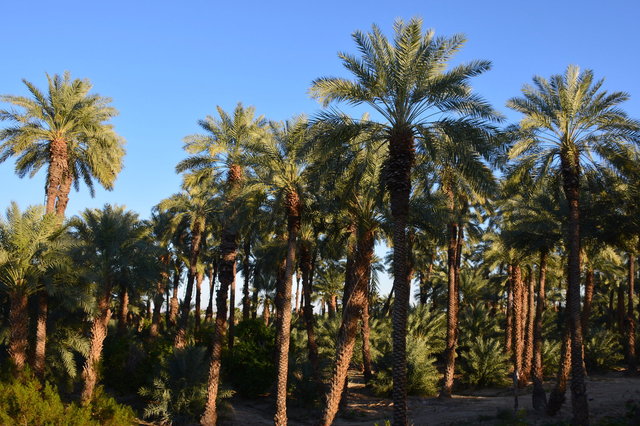 Date palms under cultivation at Shields Date Garden