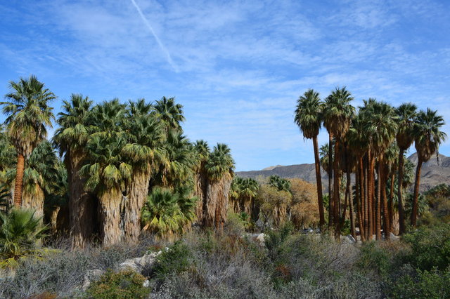 Palm trees growing in Andreas Canyon