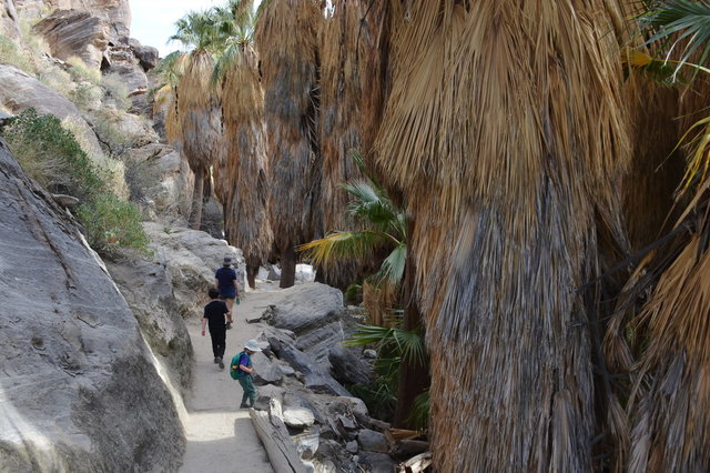 Calvin, Kiesa, and Julian hike in Andreas Canyon