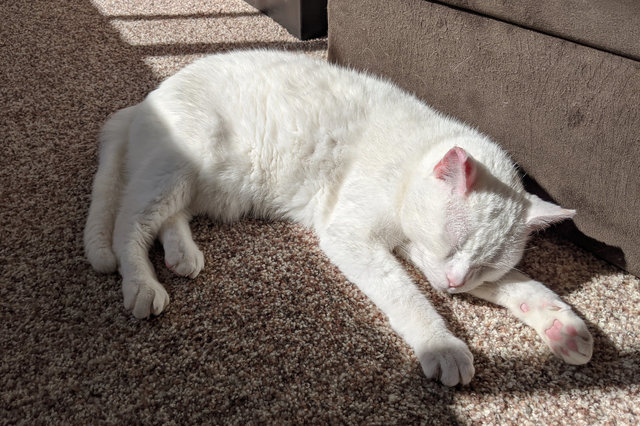 Willow naps in the afternoon sun