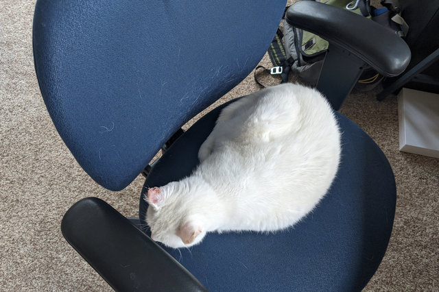 Willow sits on Jaeger's desk chair