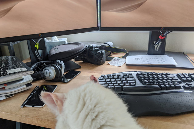 Willow at the desk