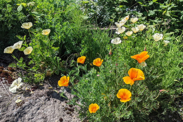 White and orange California poppies