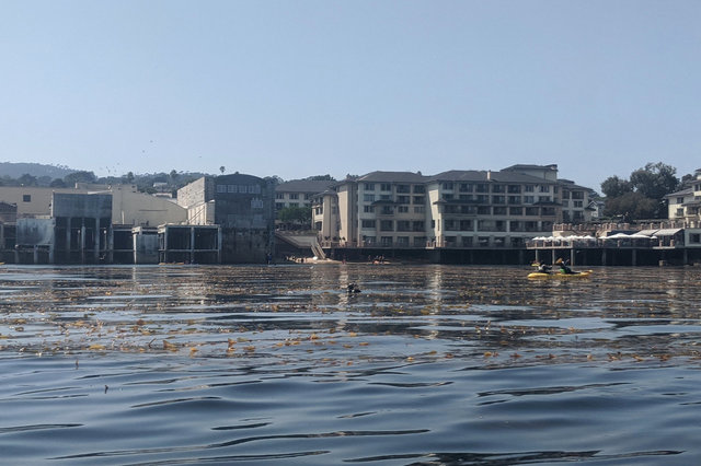 Sea otters in Monterey Bay