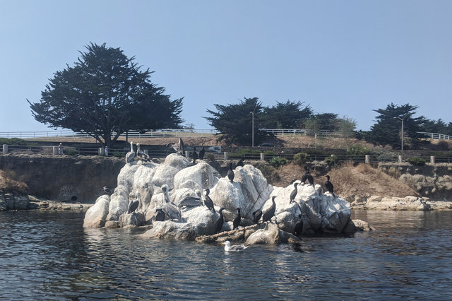 Birds on a rock in Monterey Harbor