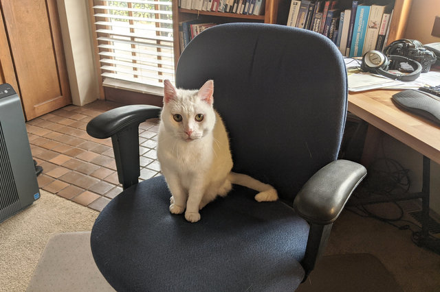 Willow sits on Jaeger's desk chair