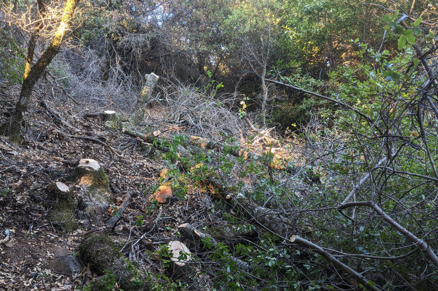 Stumps under power line