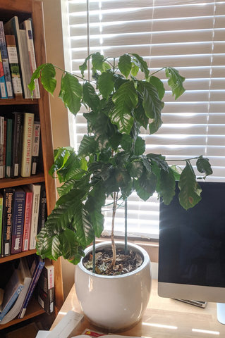 Coffee plant on desk