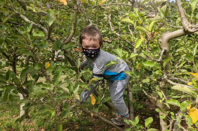 Julian climbs an apple tree