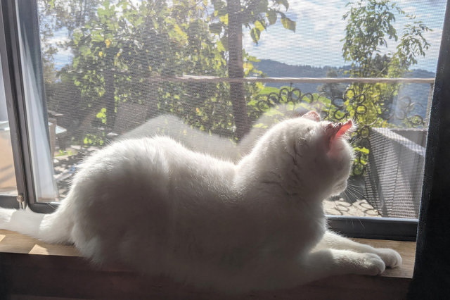 Willow glows in the sun on the windowsill